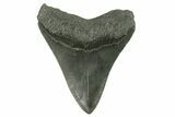 Fossil Megalodon Tooth - South Carolina #383201-2